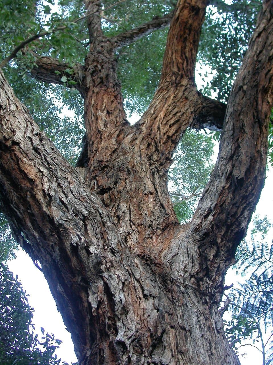 Eukalyptus" 10