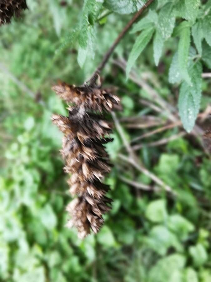 Cedronella canaria 2