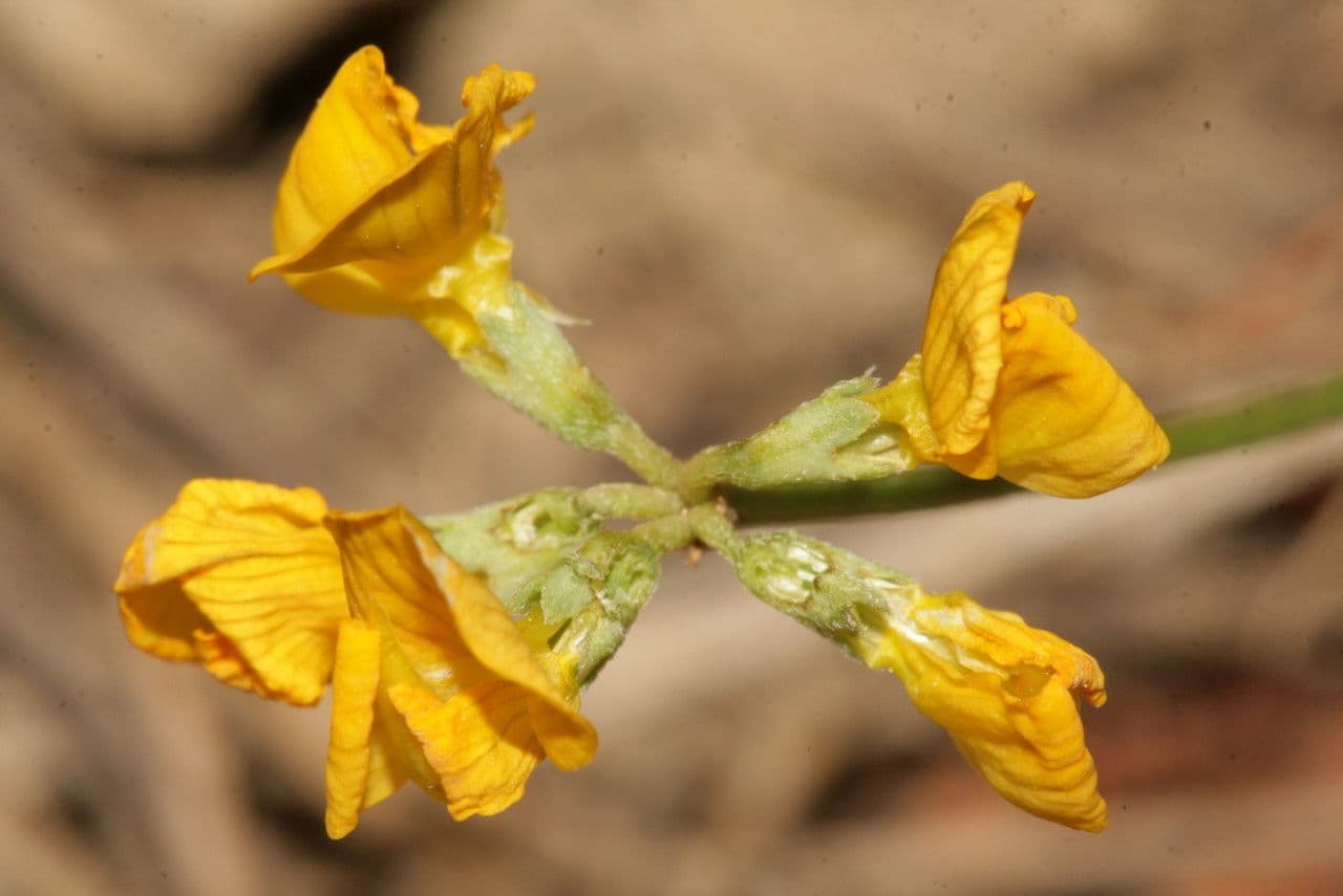 Hippocrepis 7