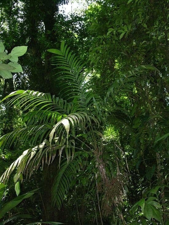 Geonoma pinnada 3