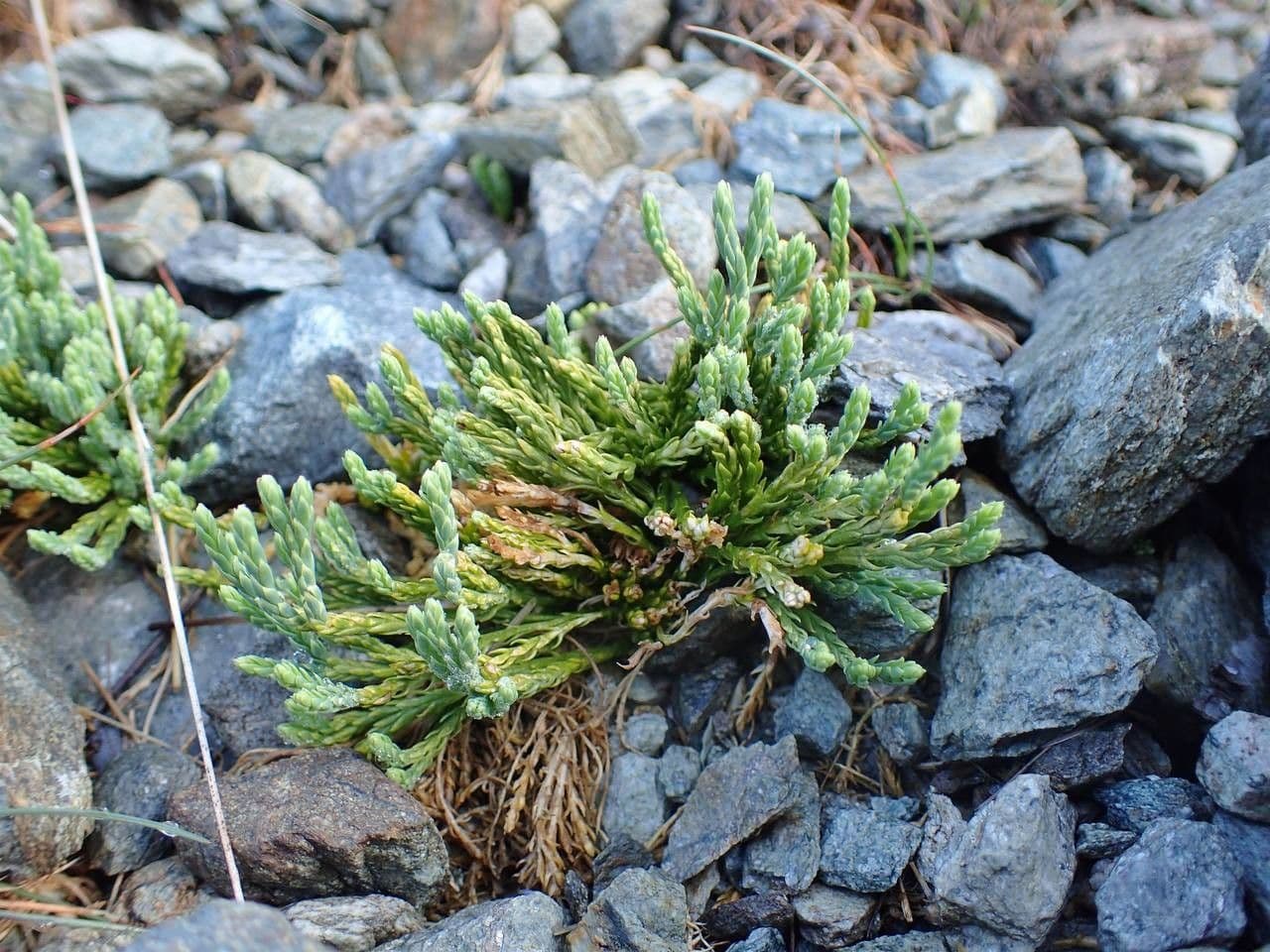 Lycopodium alpinum 8