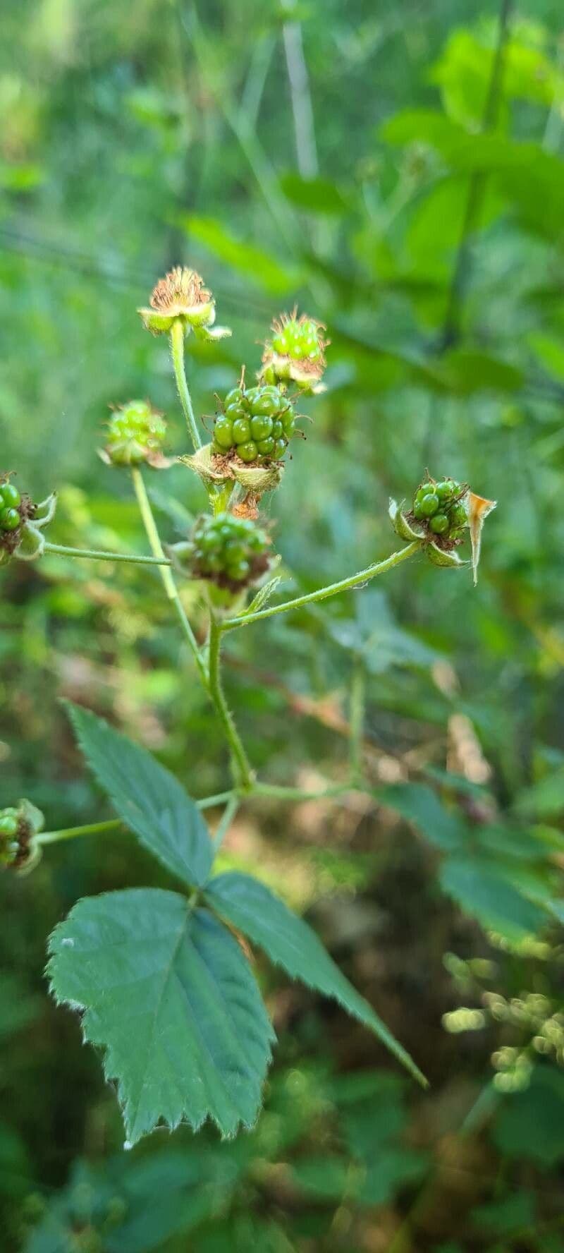 Gefurchte Brombeere