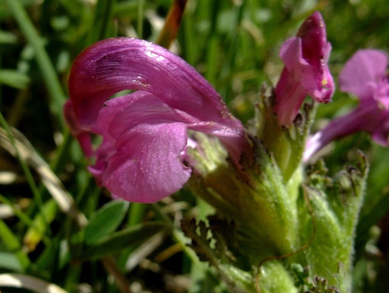 Pedicularis gyroflexa 2