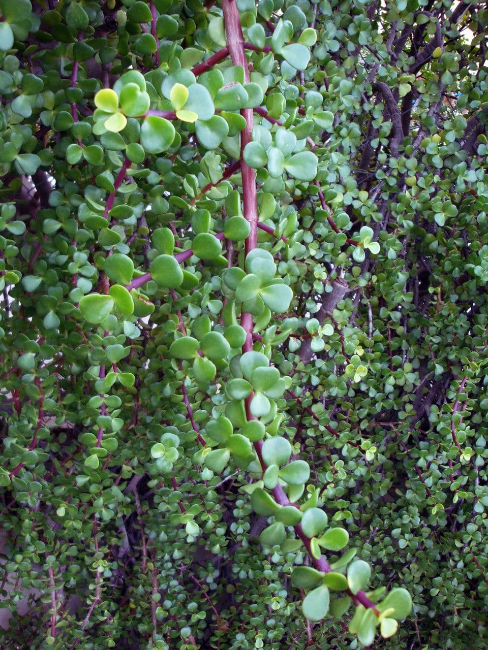 Portulacaria afra 18