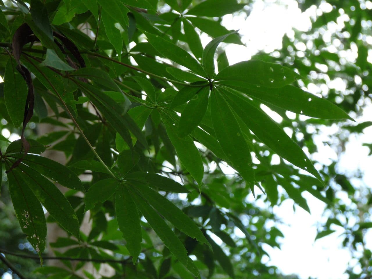 Ceiba 30