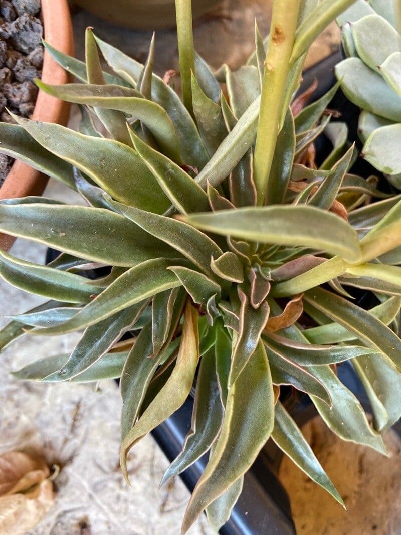 Echeveria 5