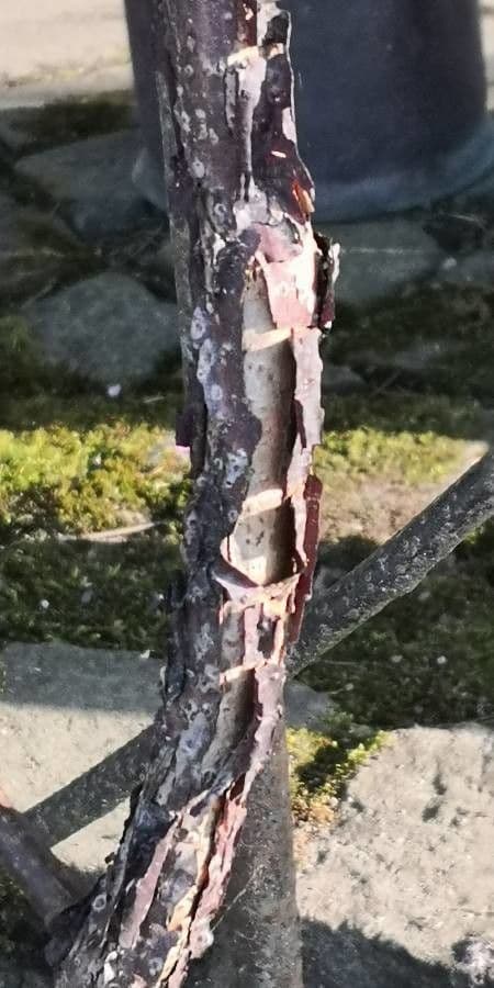 Actinidia kolomikta 19