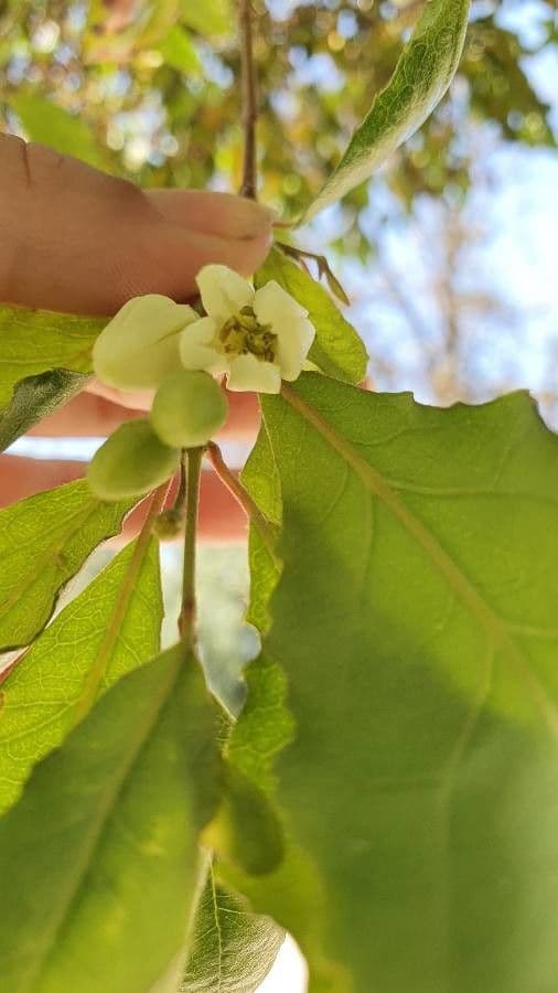 Maiglöckchenbaum 10