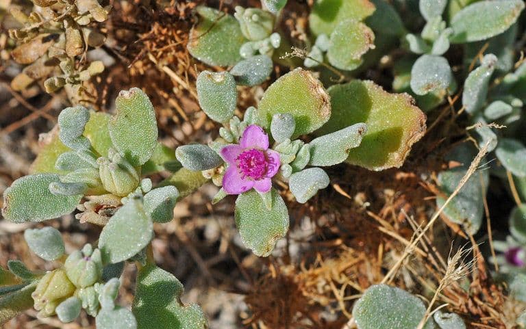 Portulaca occidentale 8