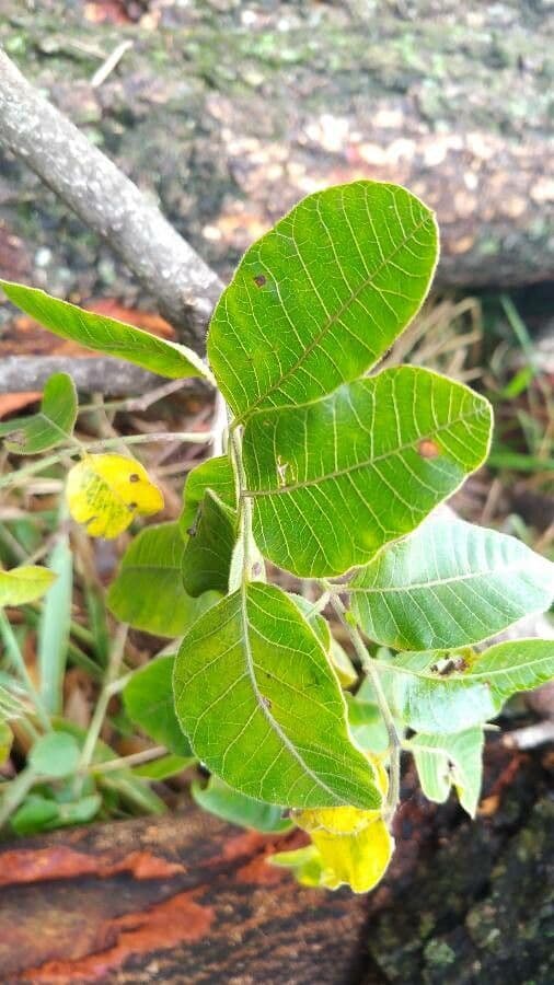 Muiracatiara 2