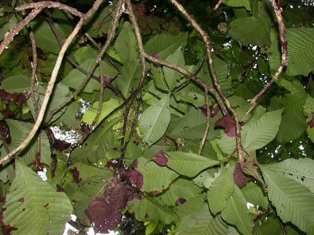 Simira 19