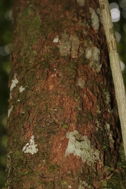 Erythroxylum citrifolium