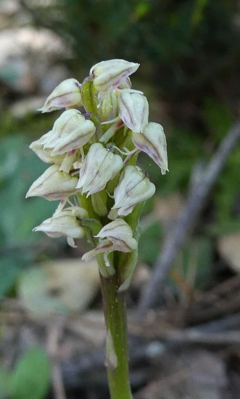 Orchidea maculata 8
