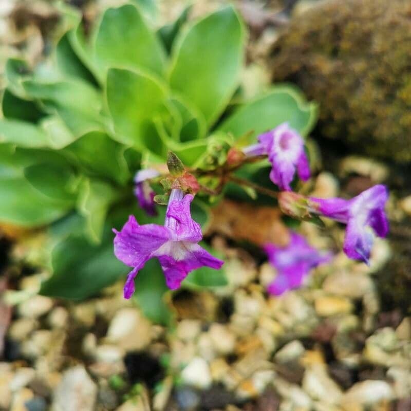 Primula