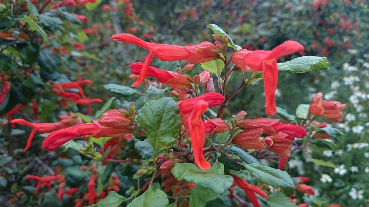Salvia 3