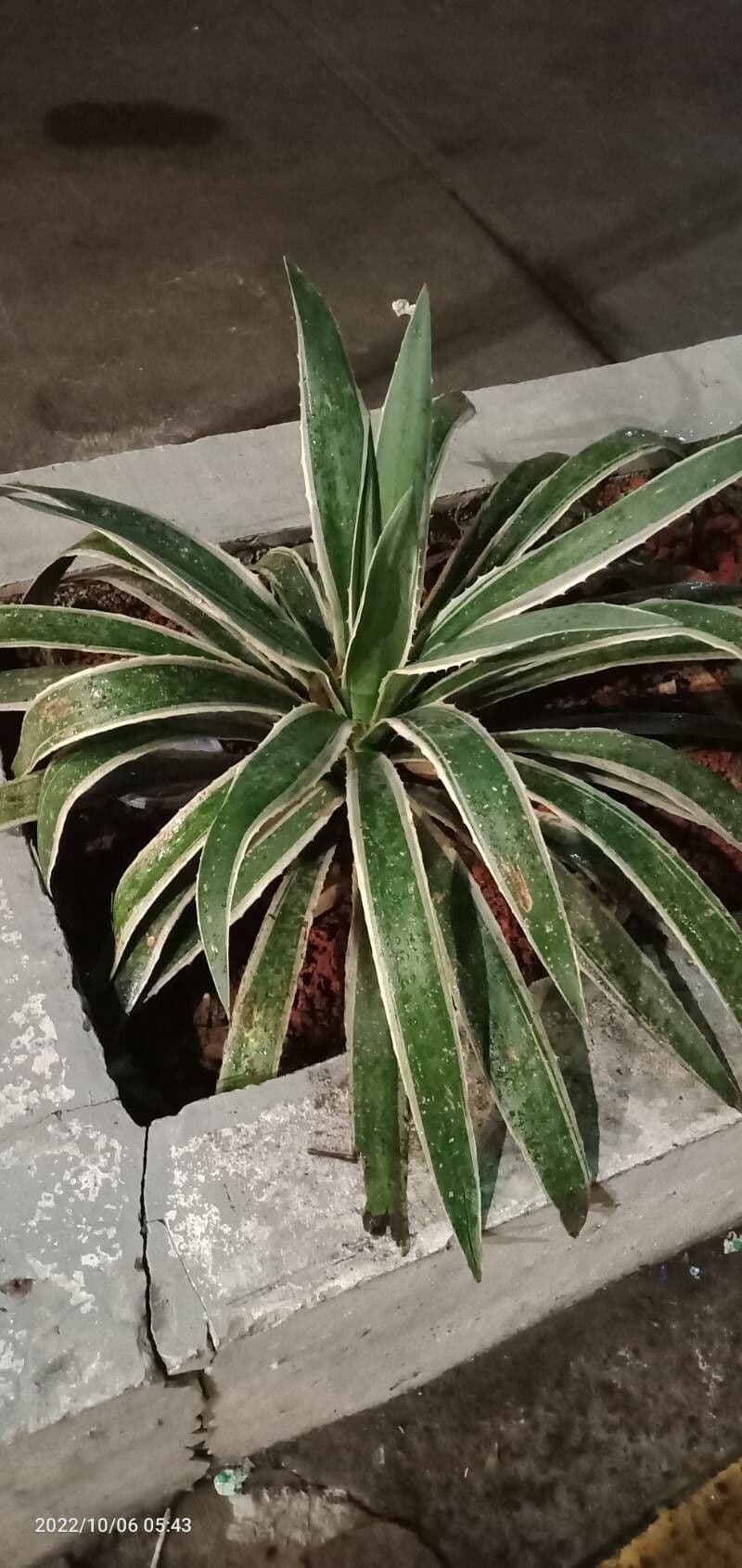 Garten-Sisal 20