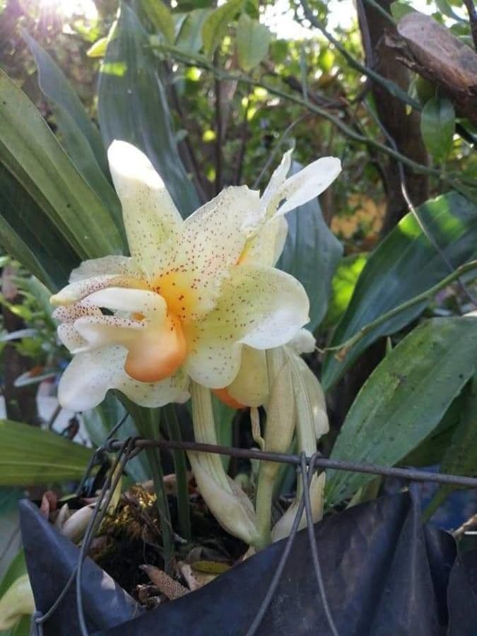 Stanhopea 6