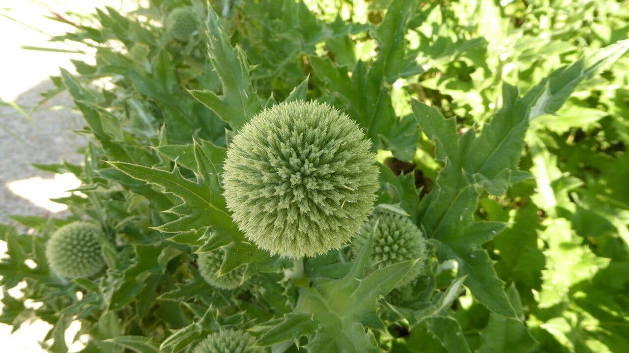 Great globe thistle 23