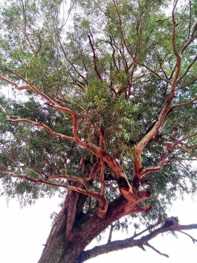 Eukalyptus 2
