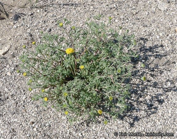 Chaenactis glabriuscula 9