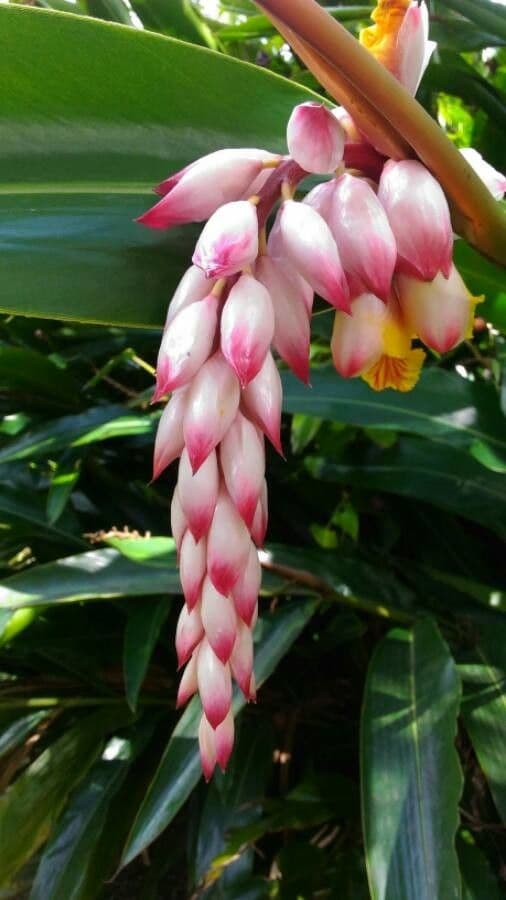 Alpinia zerumbet 8