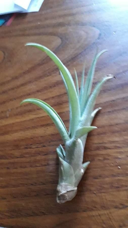 Tillandsia pancia 9