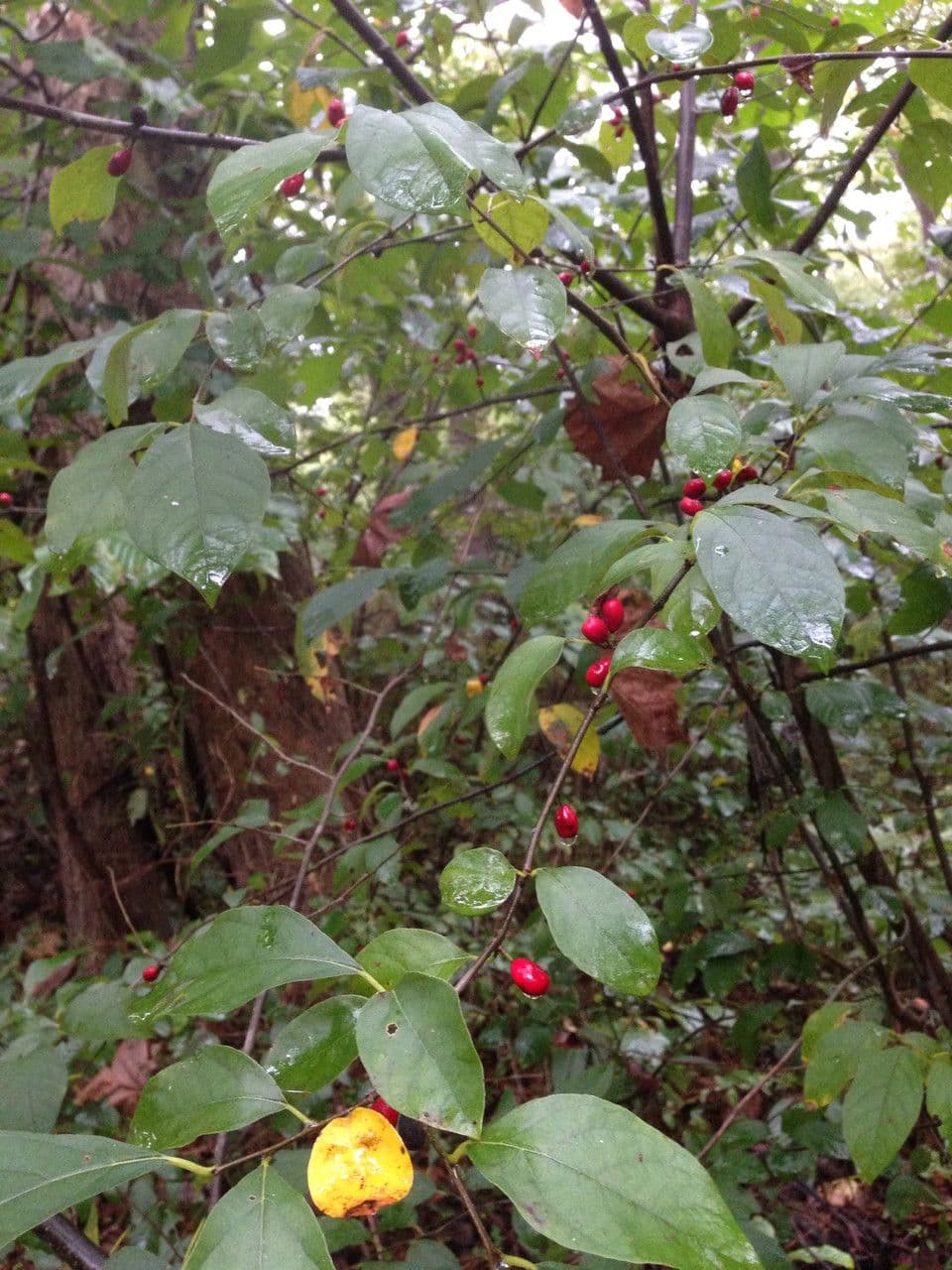 Lindera benzoin 11