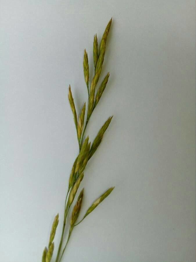 Festuca dei prati 9