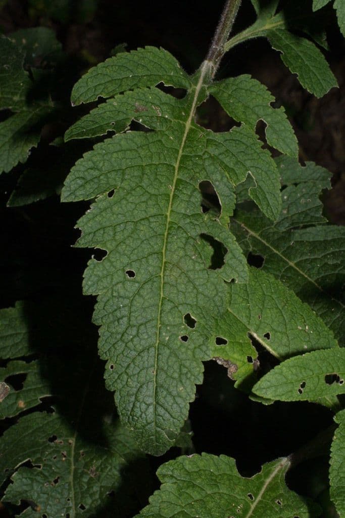 Dasistoma 17