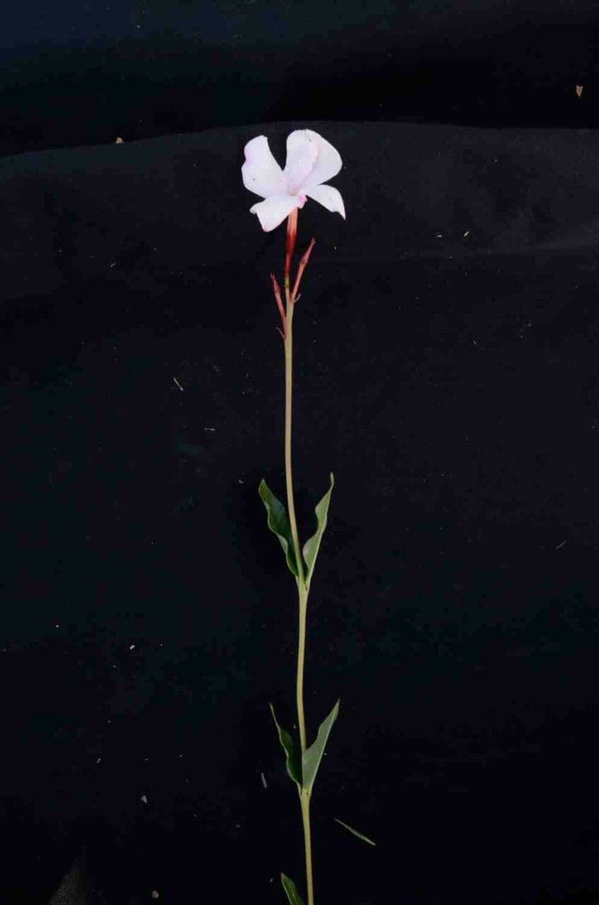 Mandevilla 5