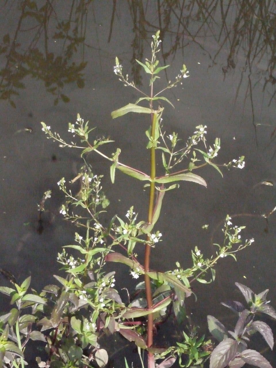 Veronica acquatica 10