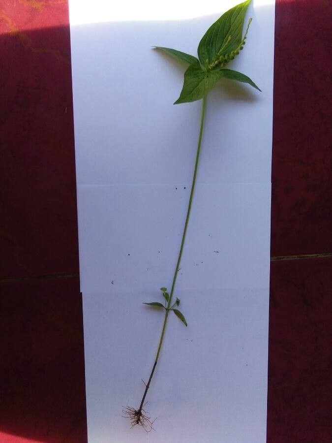 Spigelia 14