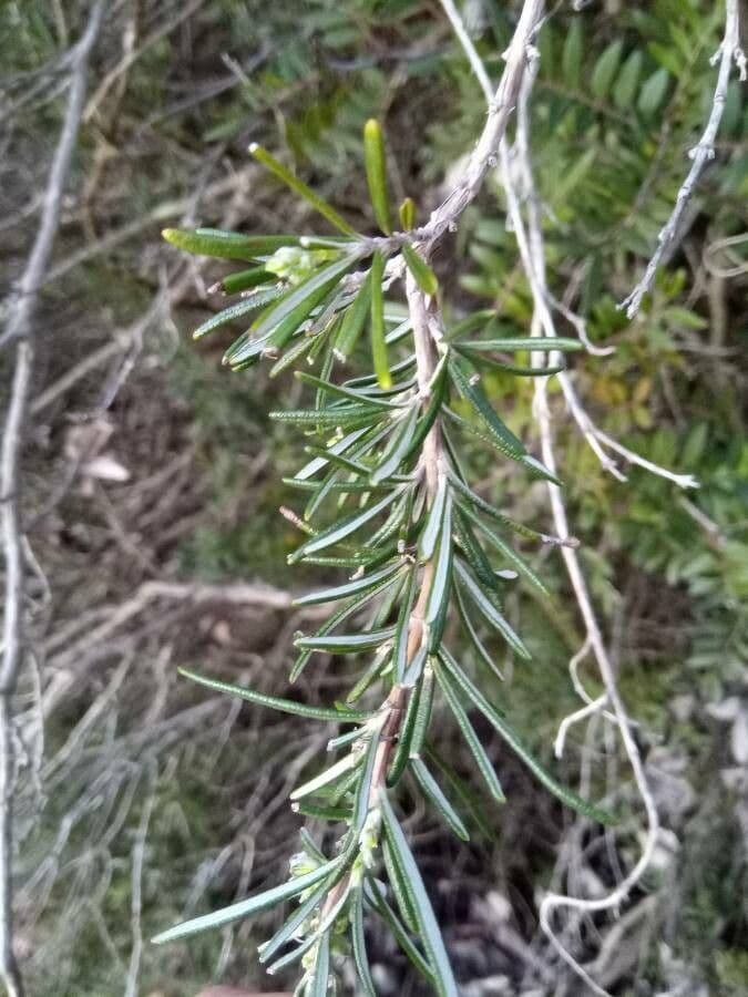 Rozmarýn lékařský 4