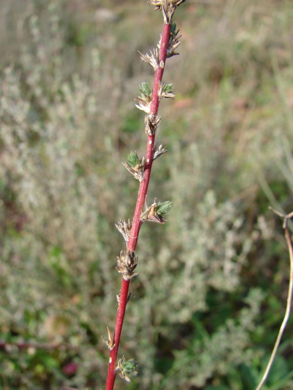Camphorosma 27