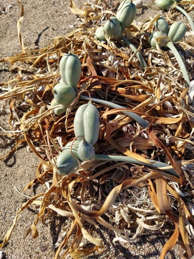 Pankracjum nadmorskie 4