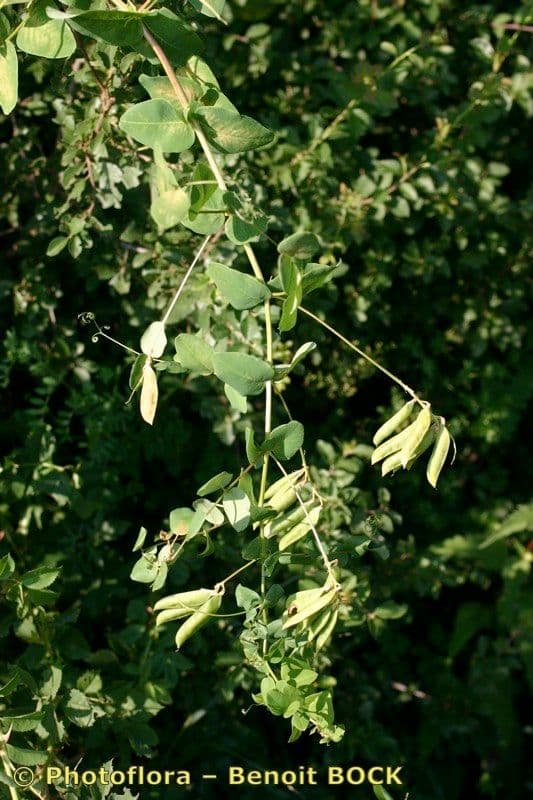 Vesce pisiforme 18