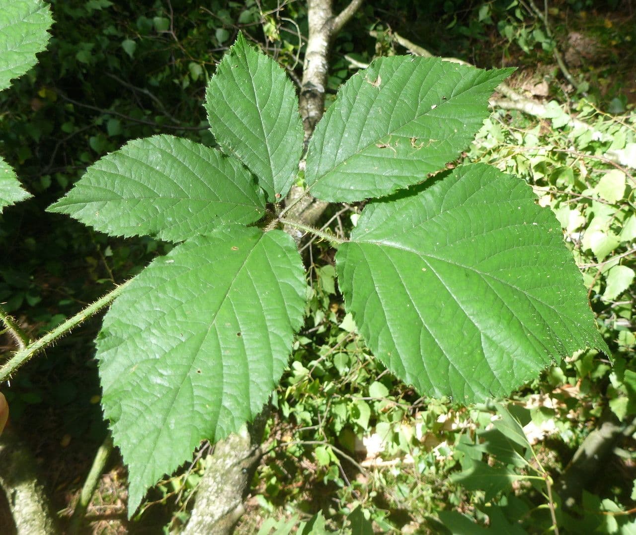 Rovo 10