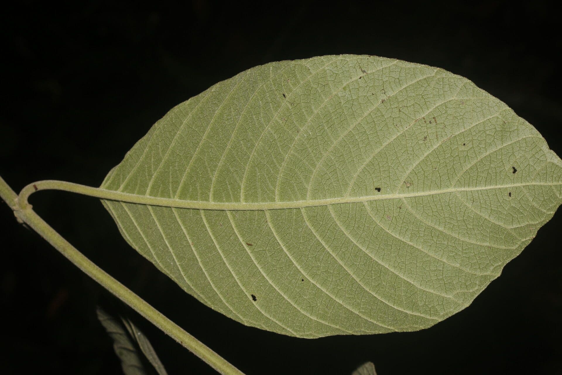 Siparuna gesnerioides 9