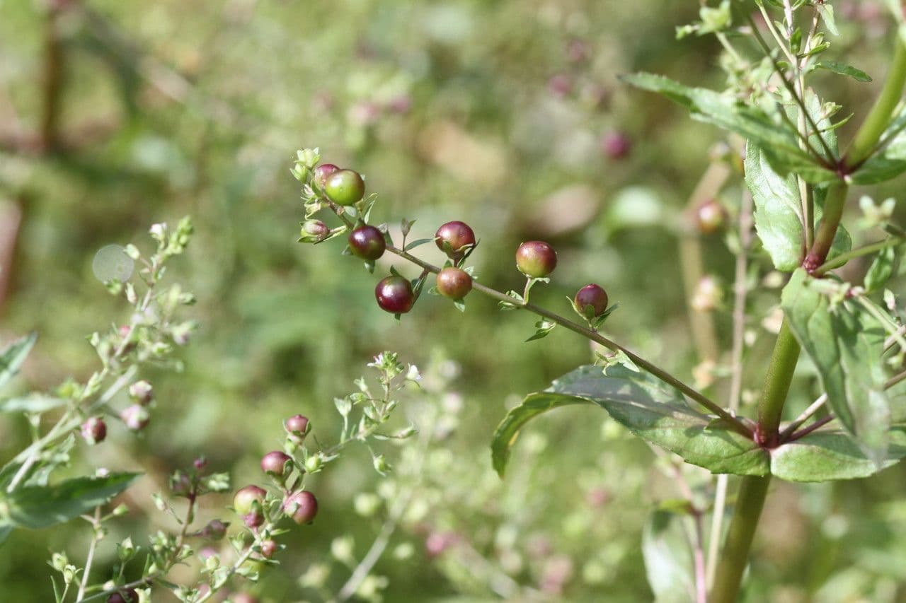 Veronica acquatica
