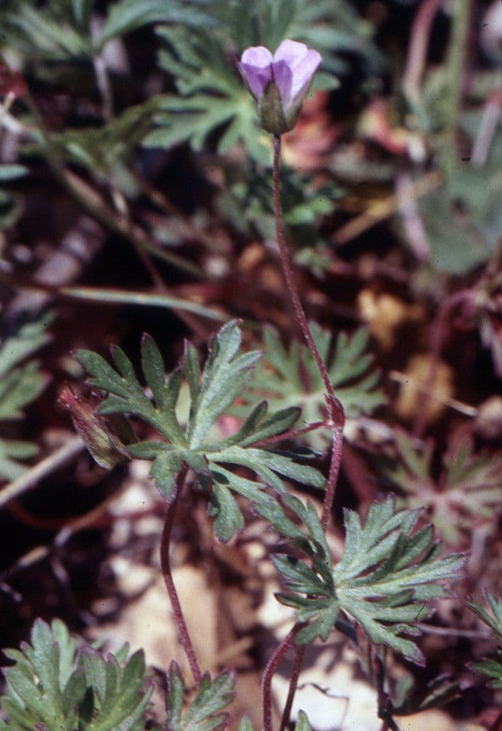 Géranium colombin 26