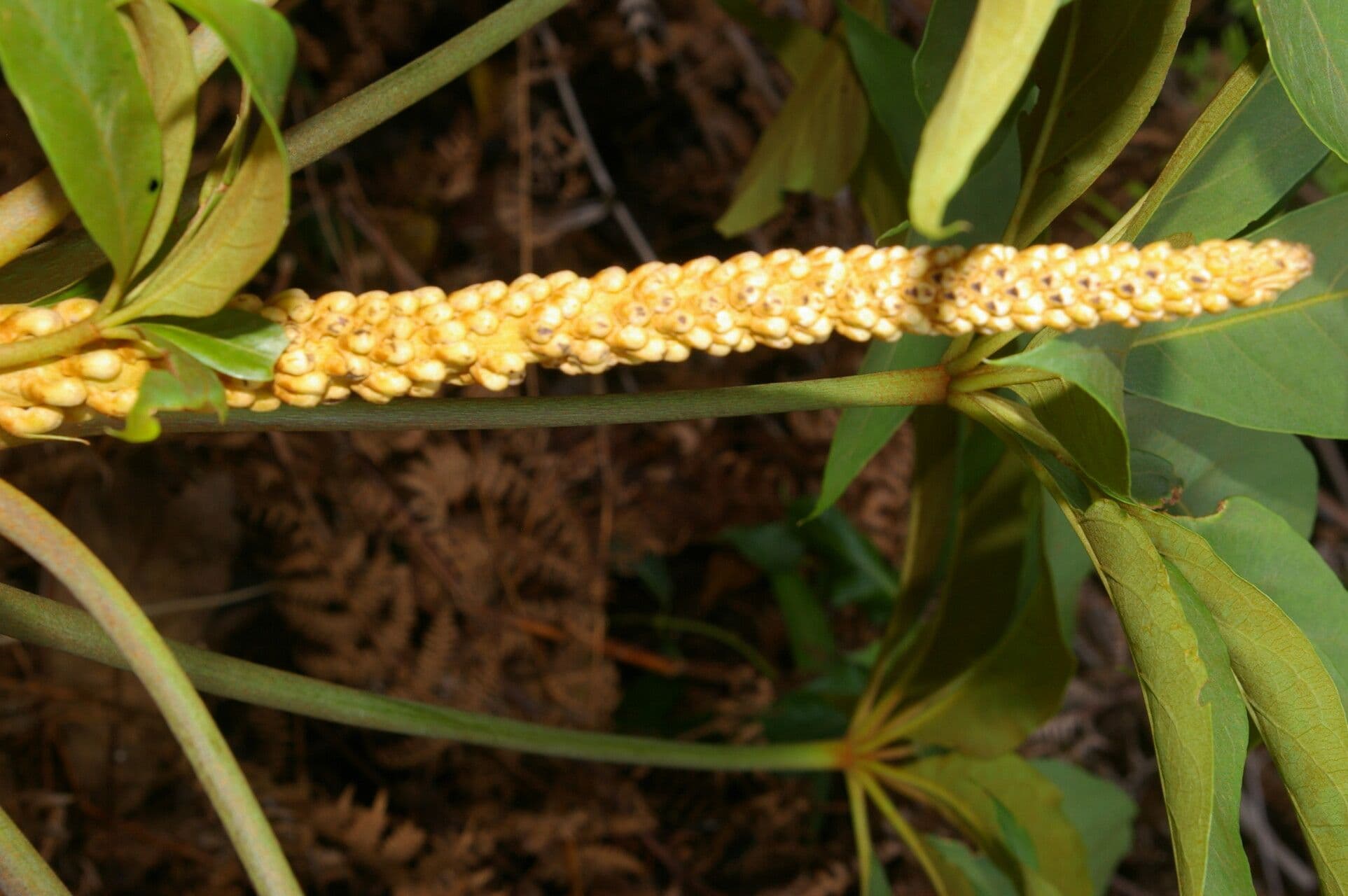 Oreopanax
