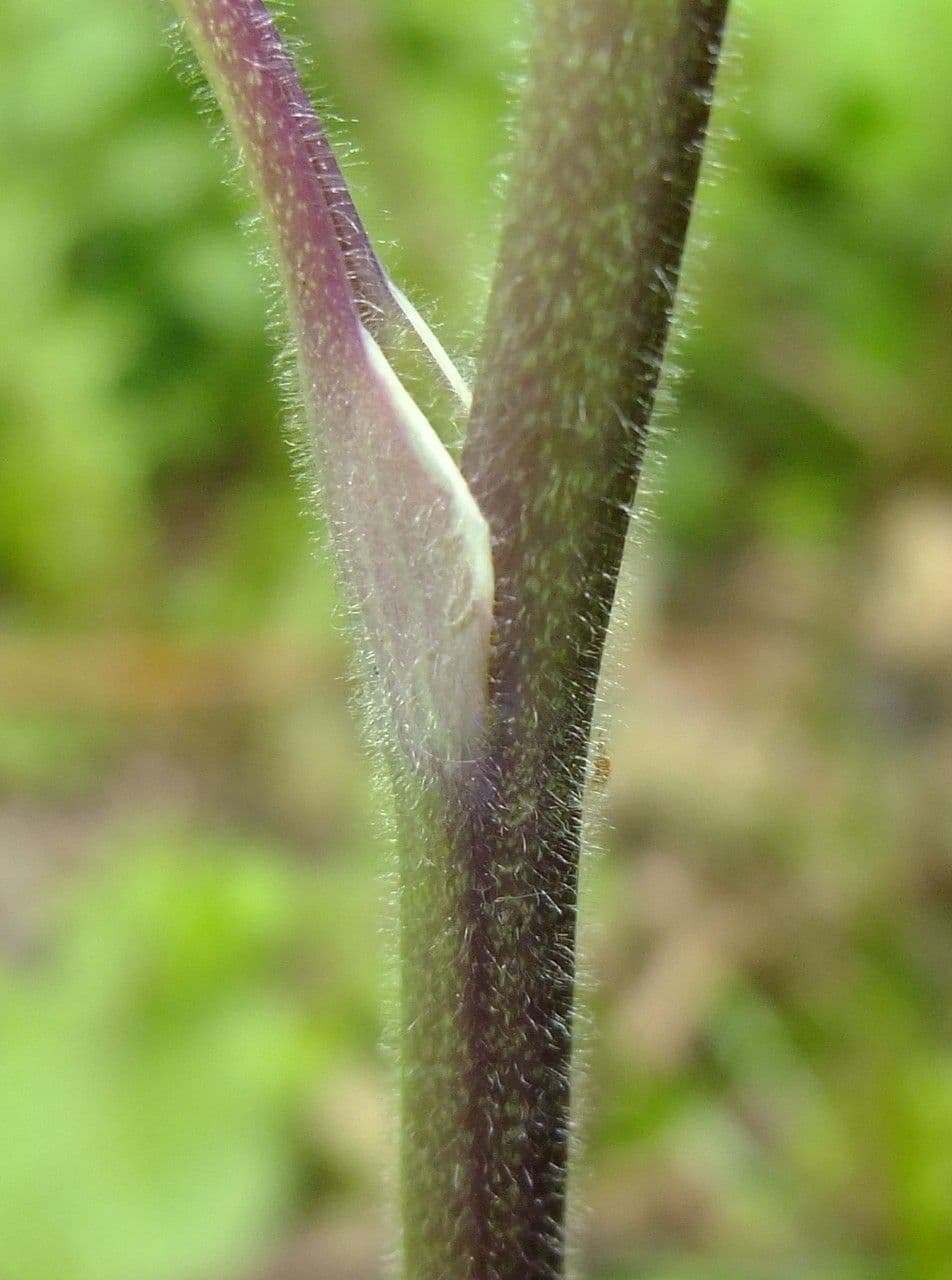 Aquilegia comune 22