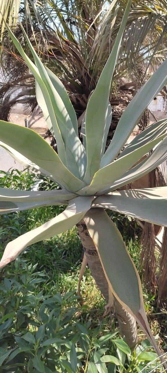 Weber-Agave 2