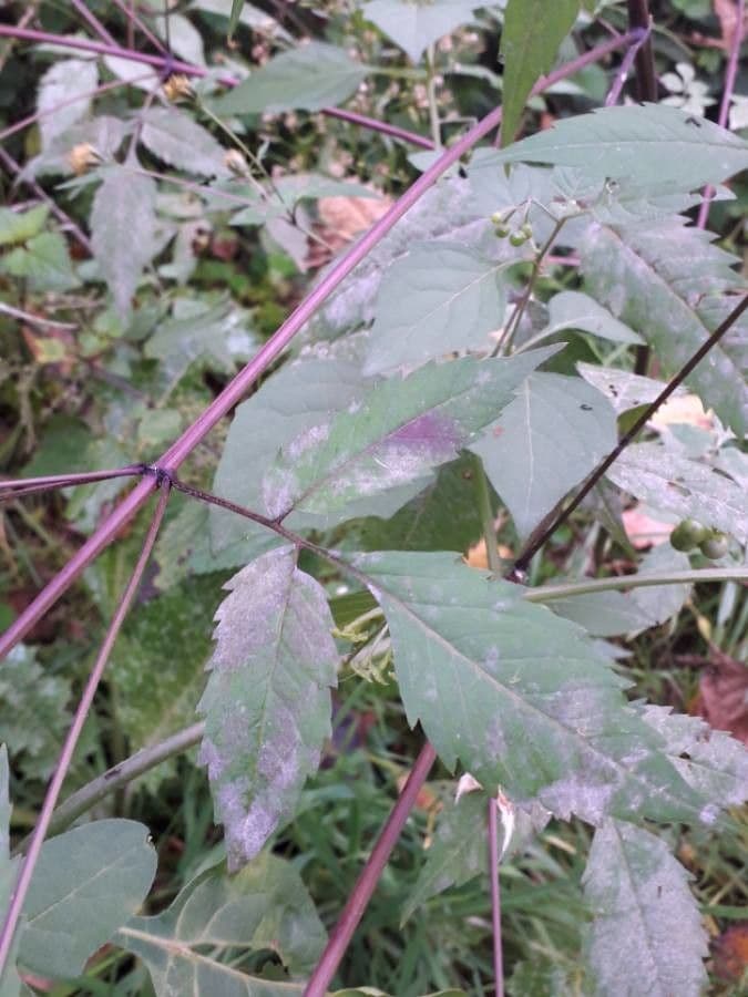 Bidens bipinnata 20