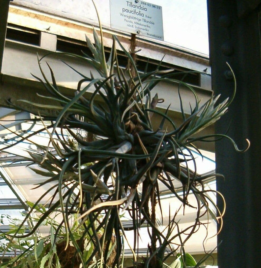 Tillandsia pancia 10