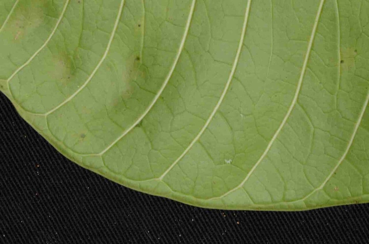Himatanthus 9