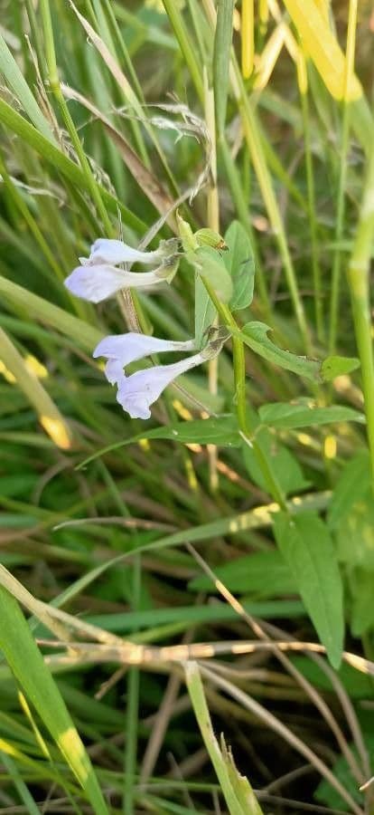Scutellaria minore 4