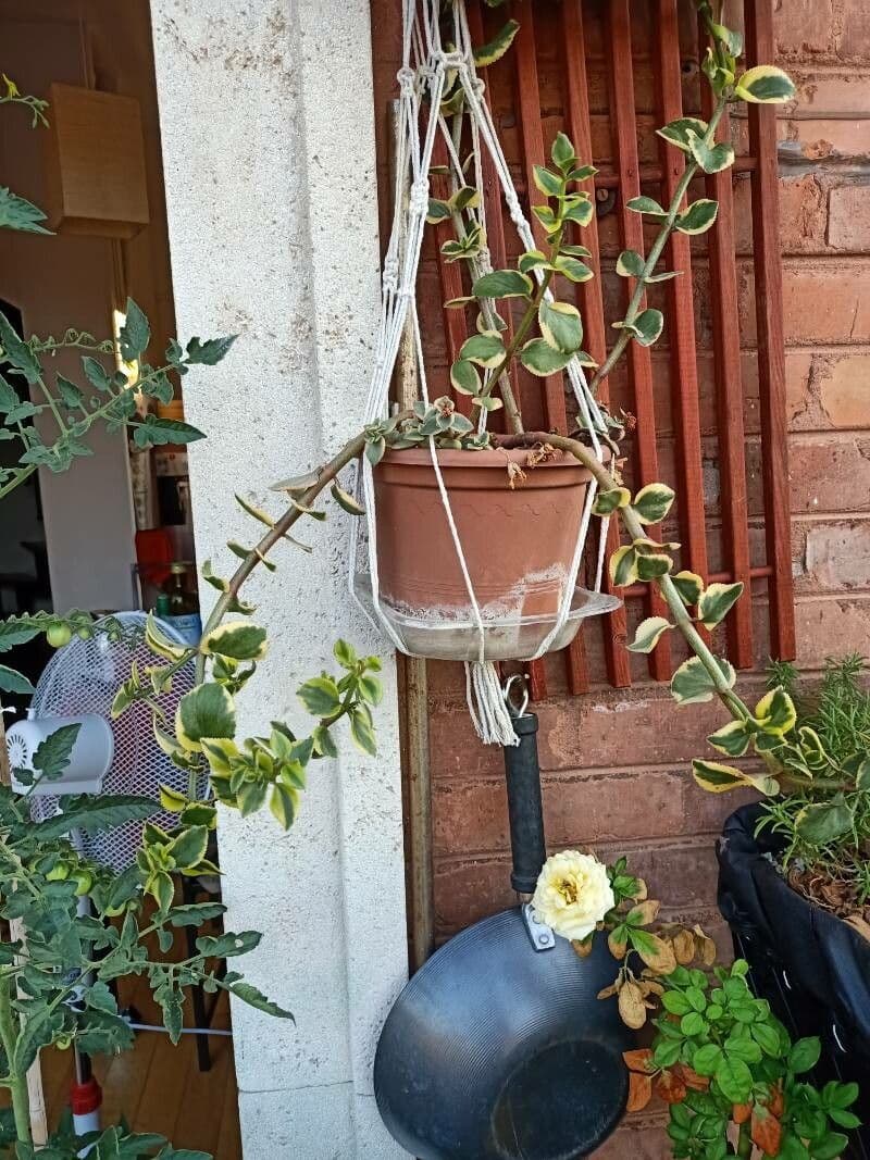 Crassula 10