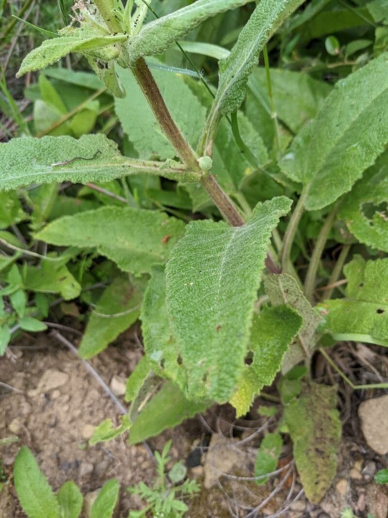 Salvia spathacea 12