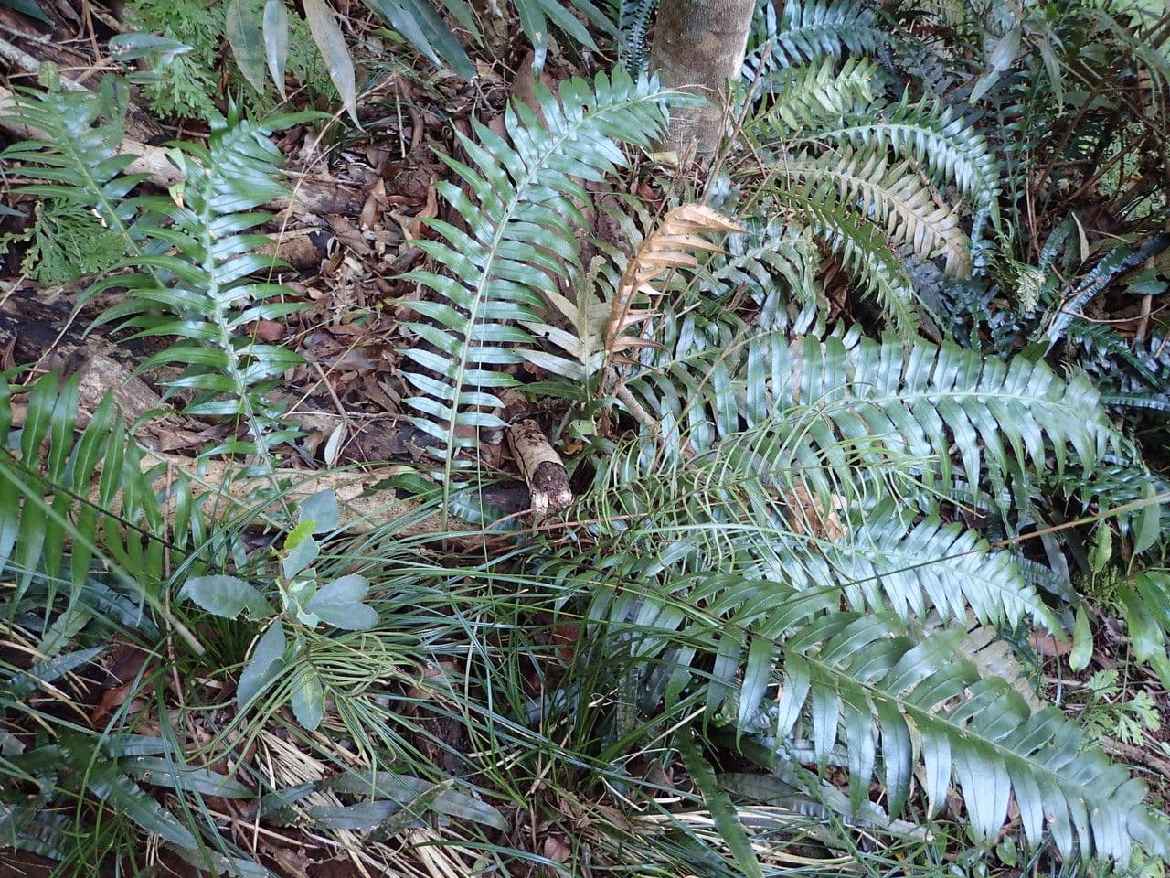 Blechnum attenuatum 9